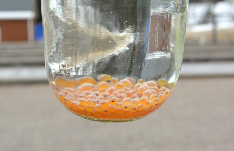 Tank Tales: Brook Trout Eggs Arrive in Wakefield! - Acton Wakefield ...