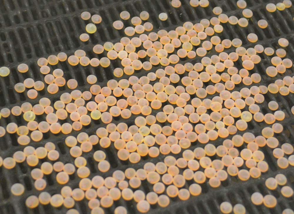 Tank Tales: Acton's Brook Trout Eggs Arrive! - Acton Wakefield ...