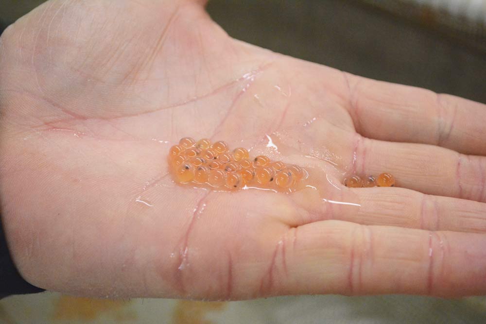 Tank Tales: Acton's Brook Trout Eggs Arrive! - Acton Wakefield