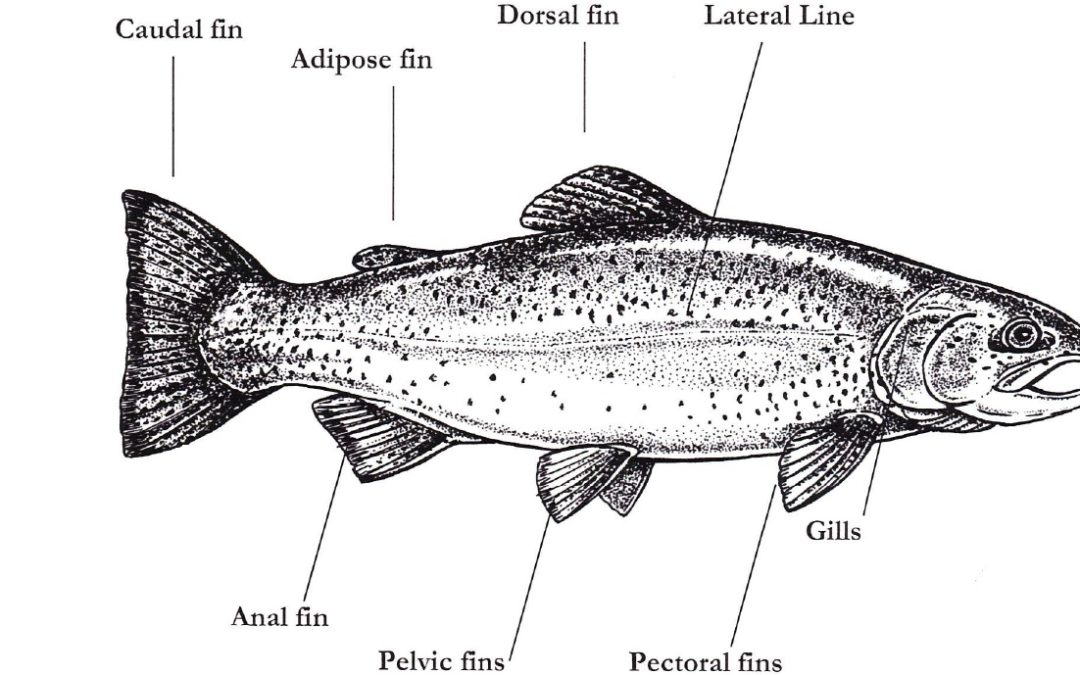 Fish Label